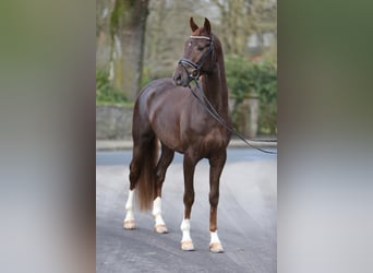 German Sport Horse, Gelding, 7 years, 16.2 hh, Chestnut