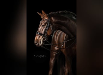 German Sport Horse, Gelding, 7 years, 16.2 hh, Chestnut