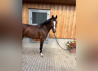 German Sport Horse, Gelding, 7 years, 16,2 hh