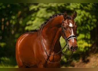 German Sport Horse, Gelding, 7 years, 16.3 hh, Bay-Dark