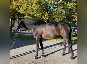German Sport Horse, Gelding, 7 years, 16.3 hh, Bay-Dark