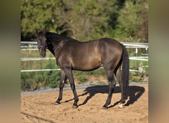 German Sport Horse, Gelding, 7 years, 16.3 hh, Bay-Dark