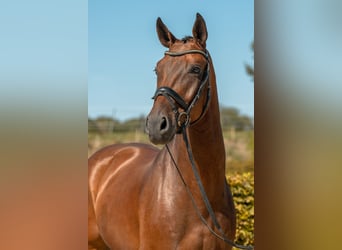 German Sport Horse, Gelding, 7 years, 16.3 hh, Brown