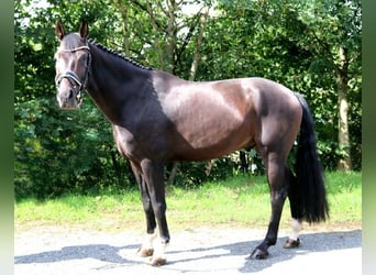 German Sport Horse, Gelding, 7 years, 16 hh, Bay-Dark