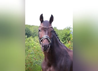 German Sport Horse, Gelding, 7 years, 16 hh, Bay-Dark