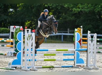 German Sport Horse, Gelding, 7 years, 16 hh, Bay-Dark