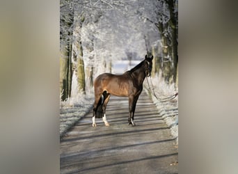 German Sport Horse, Gelding, 7 years, 16 hh, Brown