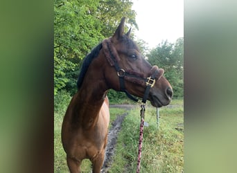 German Sport Horse, Gelding, 7 years, 16 hh, Brown