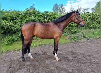 German Sport Horse, Gelding, 7 years, 16 hh, Brown