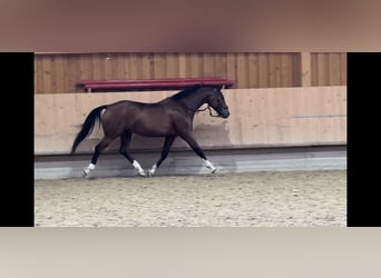 German Sport Horse, Gelding, 7 years, 16 hh, Brown