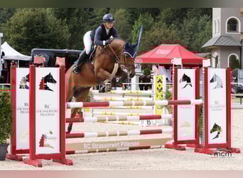 German Sport Horse, Gelding, 7 years, 16 hh, Brown