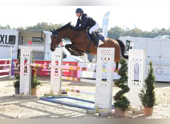 German Sport Horse, Gelding, 7 years, 16 hh, Brown