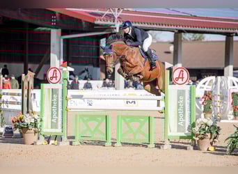 German Sport Horse, Gelding, 7 years, 16 hh, Brown