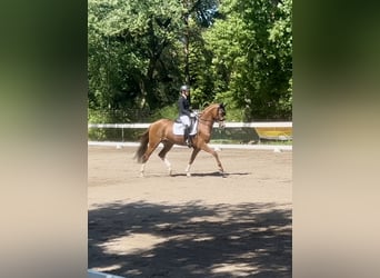 German Sport Horse, Gelding, 7 years, 16 hh, Chestnut