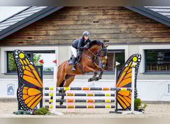 German Sport Horse, Gelding, 7 years, 16,1 hh, Bay