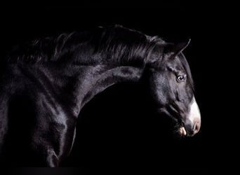 German Sport Horse, Gelding, 7 years, 16,1 hh, Black