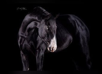 German Sport Horse, Gelding, 7 years, 16,1 hh, Black