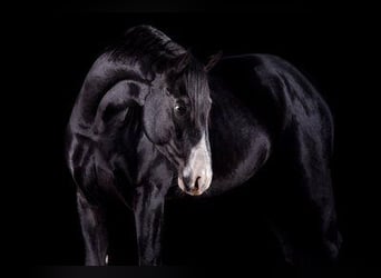 German Sport Horse, Gelding, 7 years, 16,1 hh, Black