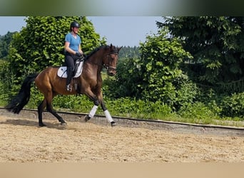 German Sport Horse, Gelding, 7 years, 16,1 hh, Brown
