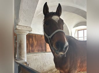 German Sport Horse, Gelding, 7 years, 16,1 hh, Brown