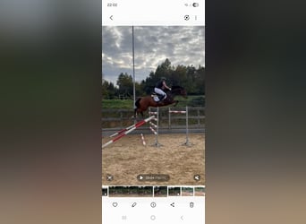 German Sport Horse, Gelding, 7 years, 16,1 hh, Brown