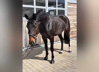 German Sport Horse, Gelding, 7 years, 16,1 hh, Brown