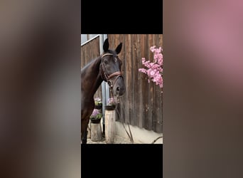 German Sport Horse, Gelding, 7 years, 16,1 hh