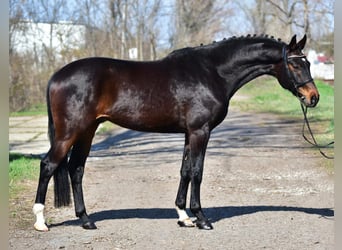 German Sport Horse, Gelding, 7 years, 16,2 hh, Bay-Dark
