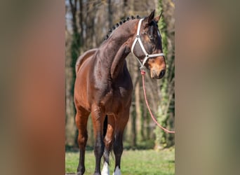 German Sport Horse, Gelding, 7 years, 16,2 hh, Brown