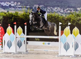 German Sport Horse, Gelding, 7 years, 16,3 hh, Grey