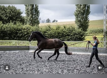 German Sport Horse, Gelding, 7 years, 17.1 hh, Black