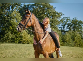 German Sport Horse, Gelding, 7 years, 17.1 hh, Brown-Light