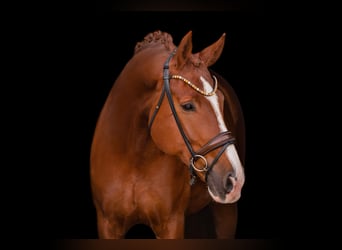 German Sport Horse, Gelding, 7 years, 17.1 hh, Chestnut