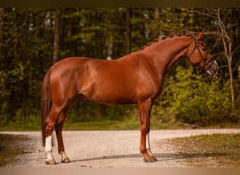 German Sport Horse, Gelding, 7 years, 17.1 hh, Chestnut
