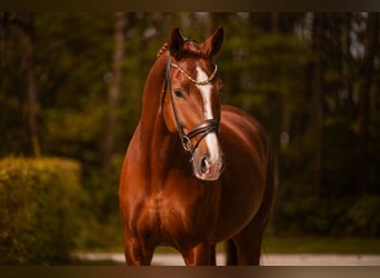 German Sport Horse, Gelding, 7 years, 17.1 hh, Chestnut