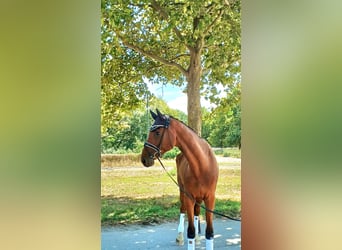 German Sport Horse, Gelding, 7 years, 17.2 hh, Brown