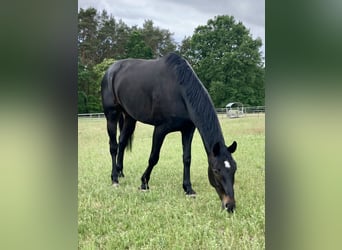 German Sport Horse, Gelding, 7 years, 17,2 hh