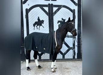 German Sport Horse, Gelding, 7 years, 17,2 hh, Smoky-Black