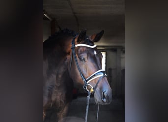 German Sport Horse, Gelding, 7 years, 17 hh, Bay-Dark