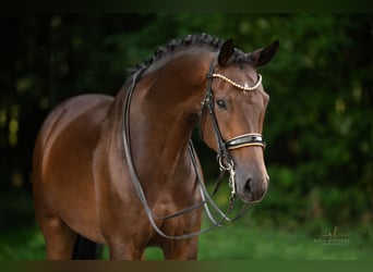 German Sport Horse, Gelding, 7 years, 17 hh, Bay-Dark