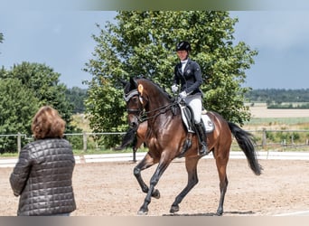 German Sport Horse, Gelding, 7 years, 17 hh, Bay-Dark