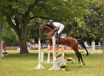 German Sport Horse, Gelding, 7 years, 17 hh, Bay-Dark