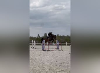 German Sport Horse, Gelding, 7 years, 17 hh, Bay-Dark