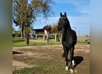German Sport Horse, Gelding, 7 years, 17 hh, Black