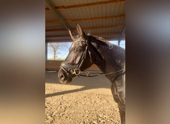 German Sport Horse, Gelding, 7 years, 17 hh, Black