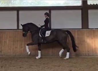 German Sport Horse, Gelding, 7 years, 17 hh, Black