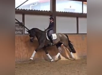 German Sport Horse, Gelding, 7 years, 17 hh, Black