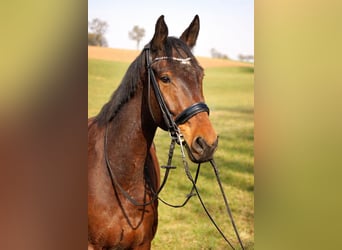 German Sport Horse, Gelding, 7 years, 17 hh, Brown