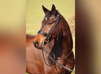 German Sport Horse, Gelding, 7 years, 17 hh, Brown