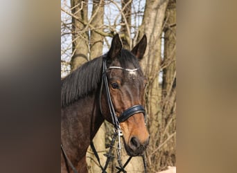 German Sport Horse, Gelding, 7 years, 17 hh, Brown